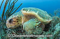 Loggerhead Sea Turtle Florida Photo - Michael Patrick O'Neill