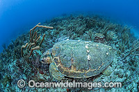Loggerhead Sea Turtle Florida Photo - Michael Patrick O'Neill