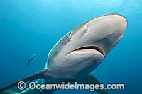 Dusky Shark Florida Photo - Michael Patrick O'Neill