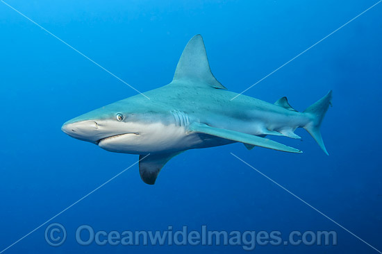 Sandbar Shark photo