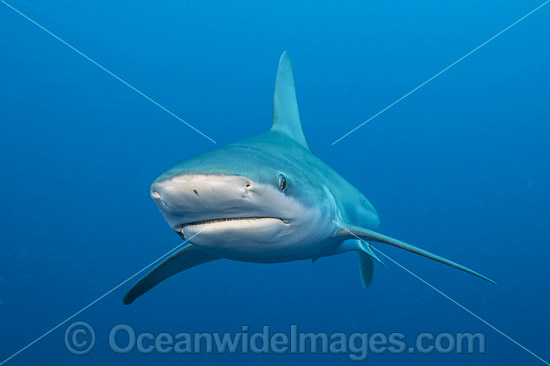 Sandbar Shark Florida photo Sandbar Shark Florida photo