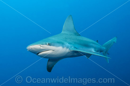 Sandbar Shark photo Sandbar Shark photo