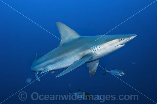 Sandbar Shark photo Sandbar Shark photo