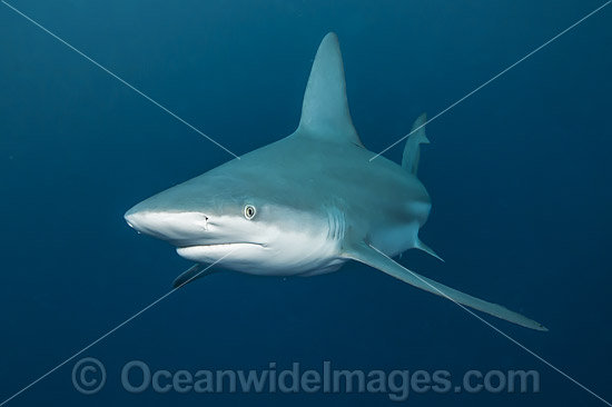 Sandbar Shark Florida photo Sandbar Shark Florida photo