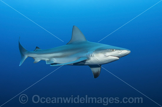 Sandbar Shark photo