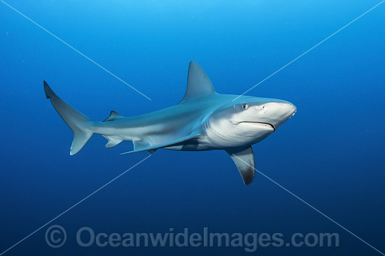 Sandbar Shark photo