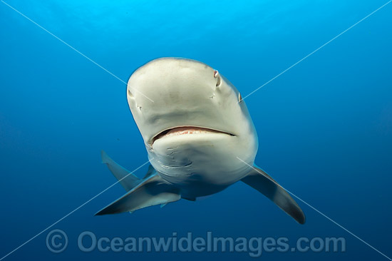 Sandbar Shark Florida photo Sandbar Shark Florida photo