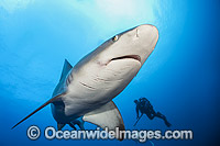 Sandbar Shark Photo - Michael Patrick O'Neill