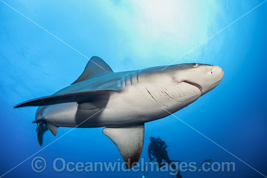 Sandbar Shark photo Sandbar Shark photo