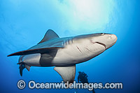 Sandbar Shark Photo - Michael Patrick O'Neill