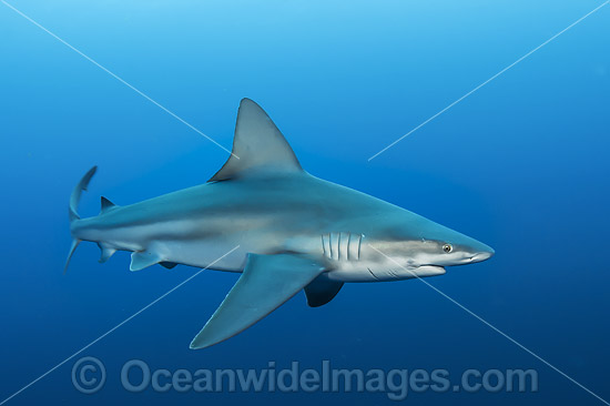 Sandbar Shark Florida photo