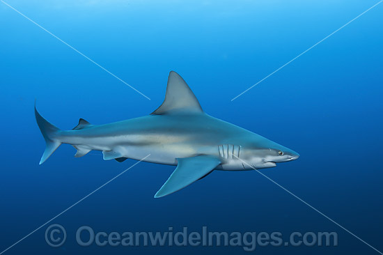 Sandbar Shark photo