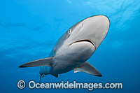 Silky Shark Photo - Michael Patrick O'Neill