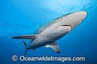 Silky Shark Photo - Michael Patrick O'Neill
