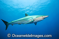 Silky Shark Photo - Michael Patrick O'Neill