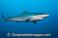 Silky Shark Photo - Michael Patrick O'Neill