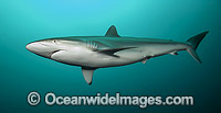 Silky Shark Photo - Michael Patrick O'Neill