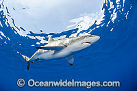 Silky Shark Photo - Michael Patrick O'Neill