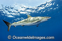 Silky Shark Photo - Michael Patrick O'Neill
