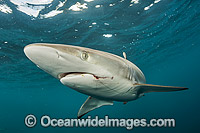 Silky Shark Photo - Michael Patrick O'Neill