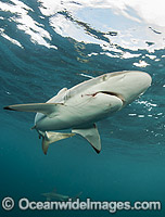 Silky Shark Photo - Michael Patrick O'Neill
