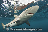 Silky Shark Photo - Michael Patrick O'Neill