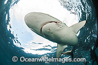 Silky Shark Photo - Michael Patrick O'Neill