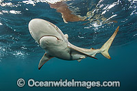 Silky Shark Photo - Michael Patrick O'Neill