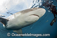 Diver and Silky Shark Photo - Michael Patrick O'Neill