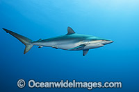 Silky Shark Photo - Michael Patrick O'Neill