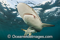 Silky Shark Photo - Michael Patrick O'Neill