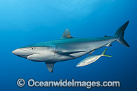 Silky Shark Photo - Michael Patrick O'Neill