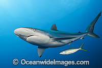 Silky Shark Photo - Michael Patrick O'Neill