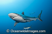 Silky Shark Photo - Michael Patrick O'Neill