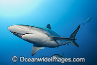 Silky Shark Photo - Michael Patrick O'Neill