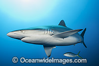 Silky Shark Photo - Michael Patrick O'Neill