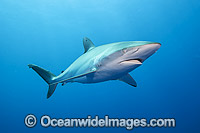 Silky Shark Photo - Michael Patrick O'Neill