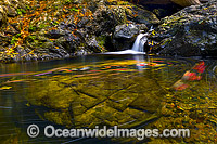 Floating Leaves on Urumbilum River Photo - Gary Bell