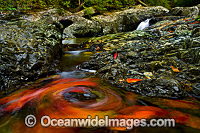 Floating Leaves on Urumbilum River Photo - Gary Bell