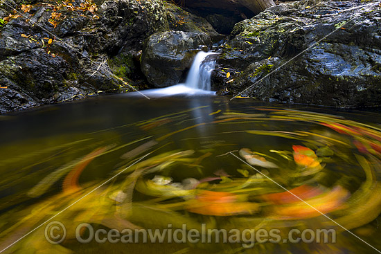 Floating Leaves on Urumbilum River photo Floating Leaves on Urumbilum River photo