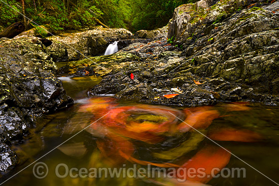 Floating Leaves on Urumbilum River photo Floating Leaves on Urumbilum River photo