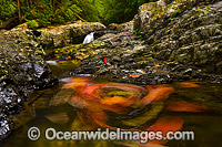 Floating Leaves on Urumbilum River Photo - Gary Bell