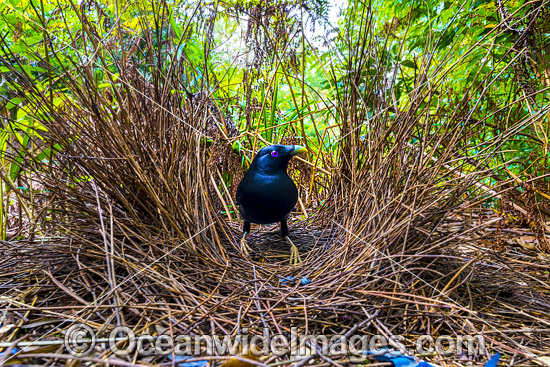 Satin Bowerbird at bower photo