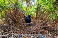 Satin Bowerbird at bower Photo - Gary Bell