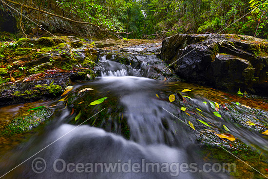 Dorrigo National Park waterfall photo Dorrigo National Park waterfall photo