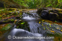 Dorrigo National Park waterfall Photo - Gary Bell