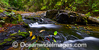Dorrigo National Park waterfall Photo - Gary Bell