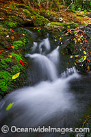 Dorrigo National Park waterfall Photo - Gary Bell