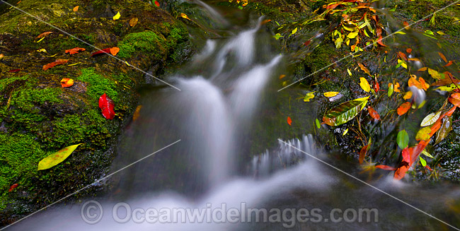 Dorrigo National Park waterfall photo Dorrigo National Park waterfall photo