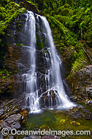 Red Ceder Falls Dorrigo National Park Photo - Gary Bell